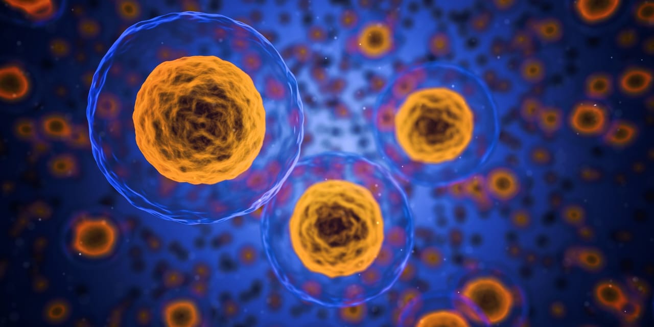 What Are HuC-MSCs? And Why Are They Revolutionizing Regenerative Therapy?